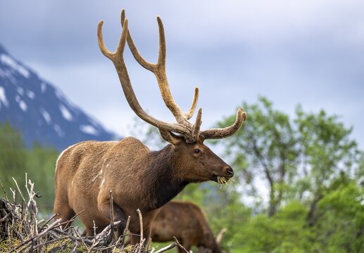 Wapiti (Cervus canadensis), Alaska, USA