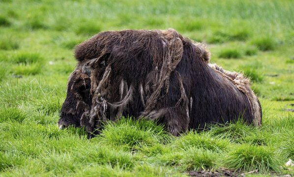 Musk ox (Ovibos moschatus), Alaska, USA