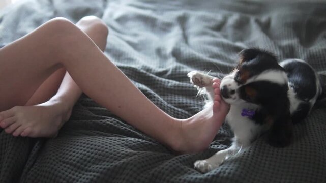 Cute cavalier puppy kings charles spaniel licks the feet of his mistress of the house on the bed