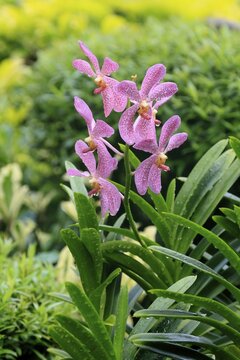Orchid Aranda Chark Kuan, blossoms, blooming, Singapore, Southeast Asia