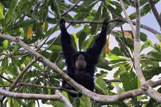 Siamang (Symphalangus syndactylus), adult, on tree, calling, Southeast Asia