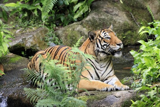 Malaysia tiger (Panthera tigris jacksoni), adult, portrait, sitting, alert, Malaysia, Southeast Asia