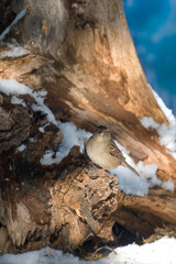 a sparrow perched on a tree trunk at a sunny winter day