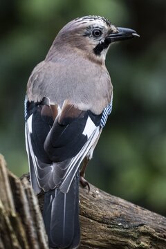 Eurasian jay (Garrulus glandarius), Emsland, Lower Saxony, Germany