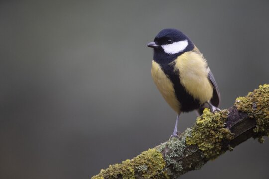 Great Tit (Parus major), Emsland, Lower Saxony, Germany