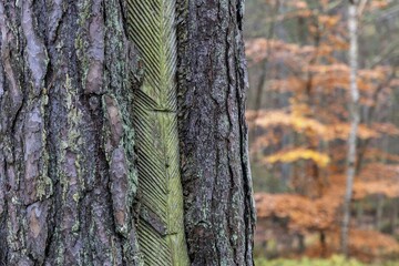 Pine tree (Pinus) with cut-in resin conductive chips, resin extraction until 1990, Darßwald, Darß, Fischland-Darß-Zingst, National Park Vorpommersche Boddenlandschaft, Mecklenburg-Vorpommern, Germany