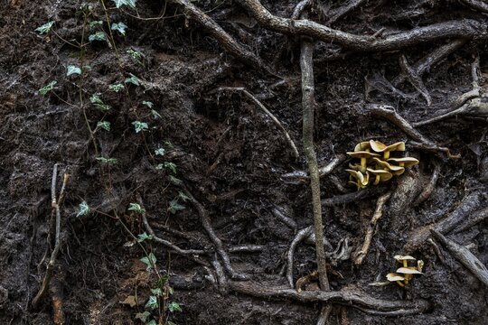 Mushrooms grow from the roots of a fallen tree, Dar&szlig;wald, Dar&szlig;, Fischland-Dar&szlig;-Zingst, Western Pomerania Lagoon Area National Park, Mecklenburg-Western Pomerania, Germany