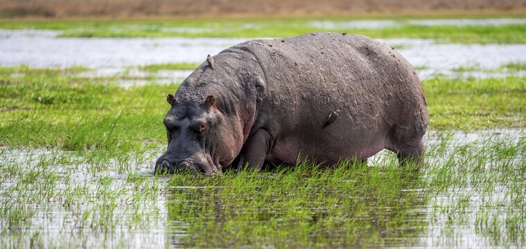 Hippopotamus (Hippopatamus amphibius), grazing in the shallow water of a lake, Okavango Delta, Moremi Game Reserve, Botswana