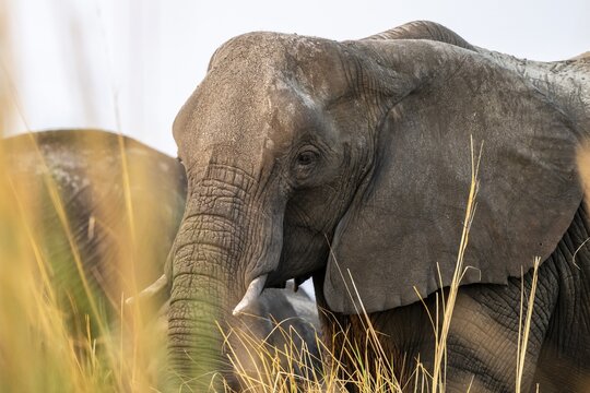 Animal portrait, African elephant (Loxodonta africana) feeding among grass, Ihaha, Chobe National Park, Botswana, Africa