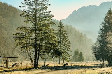 Dawn breaks over a tranquil valley surrounded by misty mountains and tall trees. A curious animal...