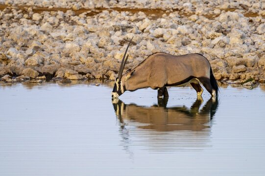 Oryx gazella, oryx standing in the water, Moringa waterhole, Etosha National Park, Namibia