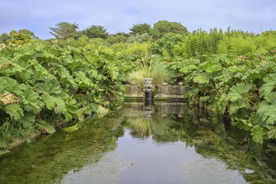 Pond framed by mammoth leaf (Gunnera manicata), Jardin botanique de Vauville, Beaumont-Hague, La Hague, D&eacute;partement Manche, France