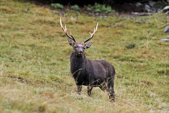Sika deer (Cervus nippon) standing in meadow, Parc de Merlet, Chamonix-Mont-Blanc, Haute-Savoie, France
