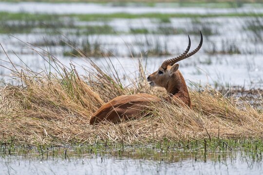 Letschwe or litchi bog antelope (Kobus leche), adult male, in tall dry grass, Okavango Delta, Moremi Game Reserve, Botswana
