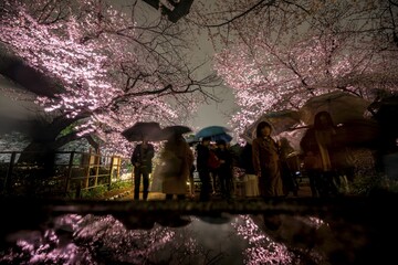 People walking under blooming illuminated cherry trees at night, Japanese cherry blossoms in spring, Hanami Festival, Chidorigafuchi Green Way, Tokyo, Japan