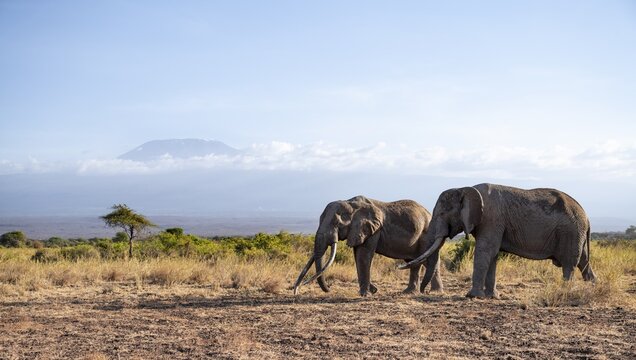 Two African elephants (Loxodonta africana) in a picturesque landscape with the summit of Mount Kilimanjaro, the famous Super Tusker elephant Craig and Pascal, old male with long tusks, in atmospheric evening light, Kajiado County, Kenya