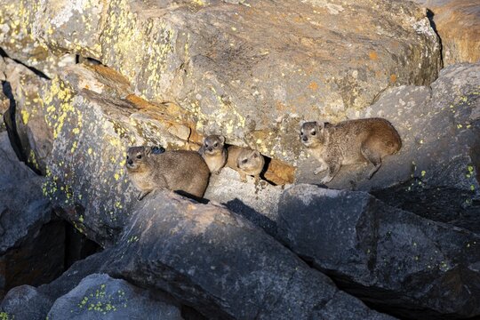 Rock hyrax (Procavia capensis), group on rocks in the evening light, Mpumalanga, South Africa