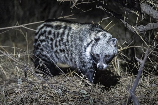 African civet (Civettictis civetta) at night, Kruger National Park, South Africa