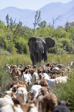 Conflict between livestock and wildlife, herd of goats and desert elephants in the riverbed of the Ugab River, Brandberg, Namibia