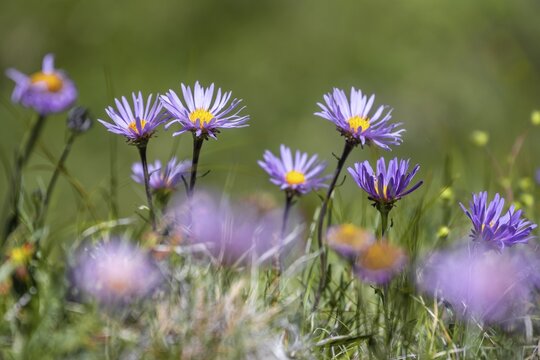 Alpine aster (Aster alpinus), Hohe Tauern, Austria