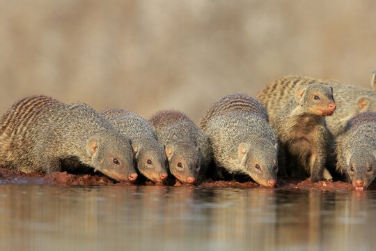 Zebra mongoose (Mungos mungo), adult, group, at the water, drinking, Kruger National Park, Kruger National Park, Kruger National Park South Africa
