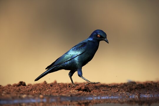 Red-shouldered Glossy Starling (Lamprotornis nitens), adult, at the water, alert, Kruger National Park, Kruger National Park, Kruger National Park South Africa