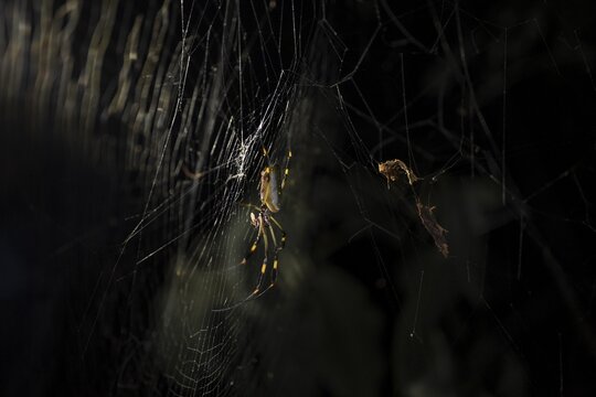 Creepy night shot, Golden silk spider (Trichonephila clavipes) spider web, Tortuguero National Park, Costa Rica