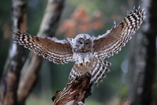 Ural owl (Strix uralensis), adult, on wait, landing, in autumn, &Scaron;umava, Czech Republic