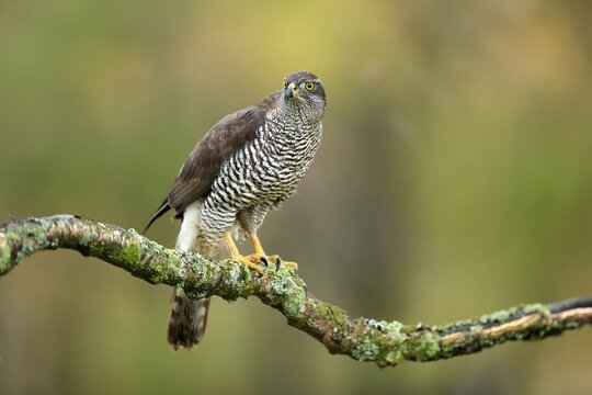 Eurasian sparrowhawk (Accipiter nisus), adult, female, on tree, alert, in autumn, &Scaron;umava, Czech Republic