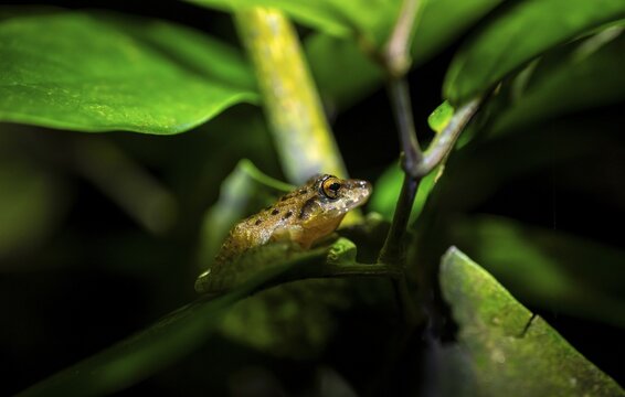 Fitzinger's Dink Frog (Craugastor fitzingeri) on a leaf, macro photograph, black background, Tortuguero National Park, Costa Rica