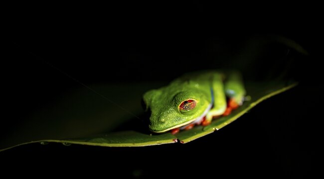 Red-eyed tree frog (Agalychnis callidryas) on a leaf, macro photograph, black background, Tortuguero National Park, Costa Rica