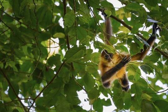 Young Geoffroy's spider monkey (Ateles geoffroyi) climbing a tree in the jungle, Tortuguero National Park, Costa Rica