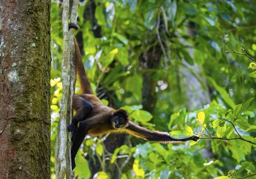 Geoffroy's spider monkey (Ateles geoffroyi) climbing a tree in the jungle, Tortuguero National Park, Costa Rica