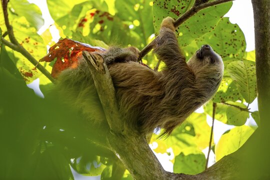 Hoffmann's two-toed sloth (Choloepus hoffmanni) on a branch, Cahuita National Park, Costa Rica