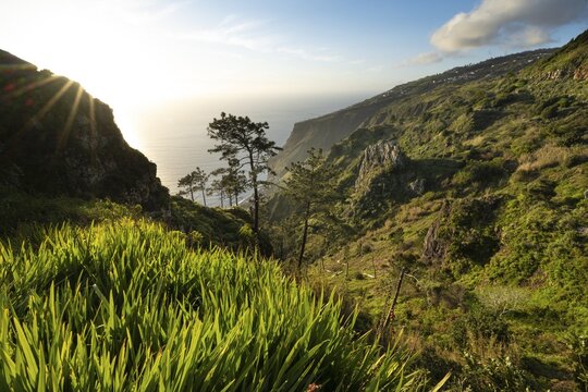 Evening mood, green coastal landscape on a steep cliff, sea and coast, viewpoint Miradouro da Raposeira, Paul do Mar, Madeira, Portugal