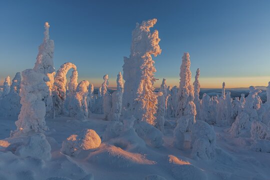 Snow-covered trees in the evening light, Arctic, Taiga, Alaska, USA
