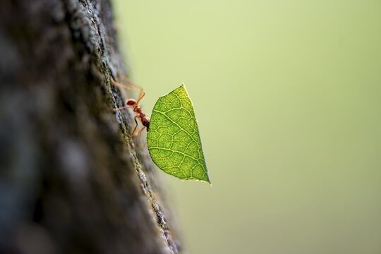Leaf-cutter ant (Atta cephalotes) carrying a piece of leaf, rainforest, Tortuguero National Park, Costa Rica