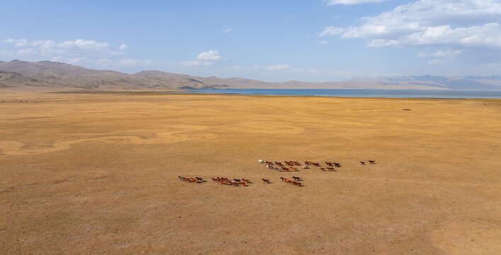 Herd of horses, Aerial view, Vast empty landscape at the mountain lake Song Kul in autumn, Moldo Too Mountains, Naryn region, Kyrgyzstan