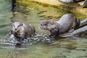 Dwarf otter, Asian oriental small-clawed otter (Aonyx cinerea), Heidelberg Zoo, Baden-Württemberg, Germany