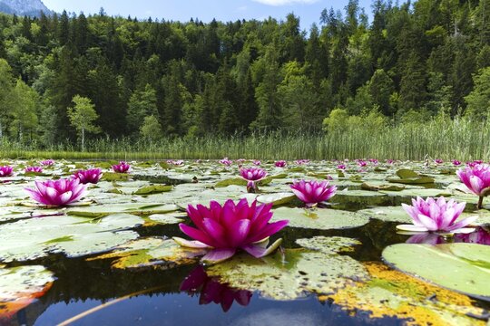Water lilies (Nymphaea), Schwanseepark, near F&uuml;ssen, Ostallg&auml;u, Bavaria, Germany