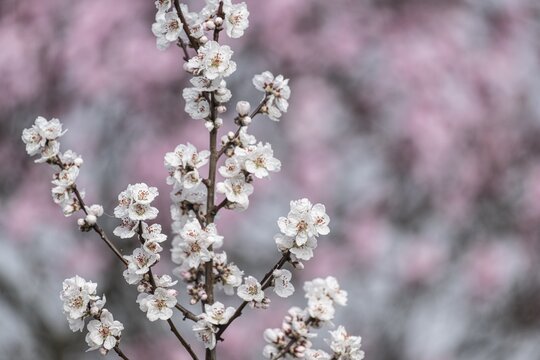 Almond blossom (Prunus dulcis), Gimmeldingen, Rhineland-Palatinate, Germany