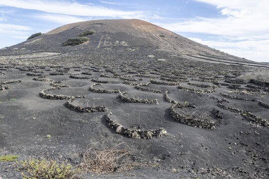 Lava landscape overgrown with lichens and succulents, in the background vineyards protected by dry stone walls, Lanzarote, Canary Islands, Spain