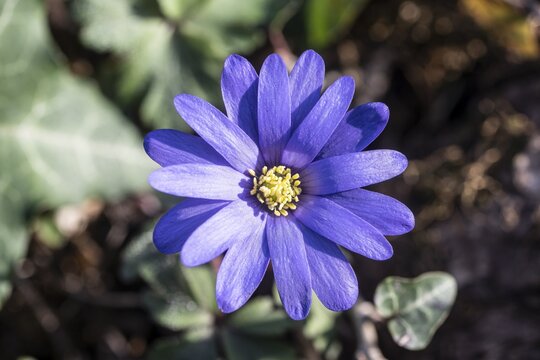 Grecian windflower (Anemone blanda), Speyer, Rhineland-Palatinate, Germany