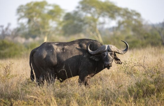 African buffalo (Syncerus caffer caffer) standing in dry grass, bull, African savannah, Kruger National Park, South Africa