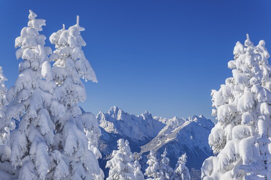 Winter landscape and snow-covered trees in front of mountains, winter, Sonnenstern, Tegelberg, Ammergau Alps, Upper Bavaria, Bavaria, Germany