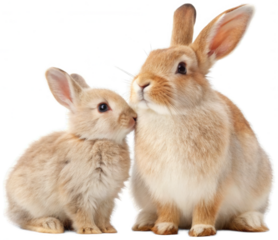 Two fluffy, light brown domestic rabbits with soft fur and endearing expressions are nestled closely together in a gentle, affectionate pose, illuminated by, isolated on transparent background.