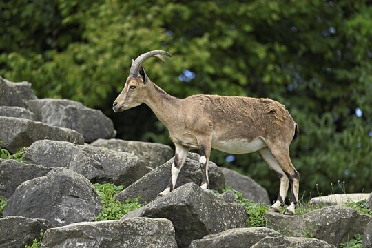 Nubian ibex (Capra nubiana), captive, Switzerland