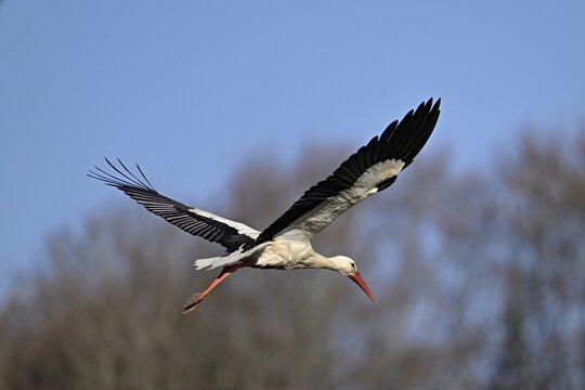 White stork (Ciconia ciconia), in flight, Switzerland