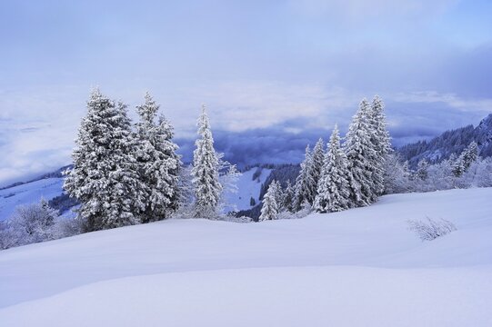 Winter landscape, snow-covered fir trees, Rigi Staffel, Canton Schwyz, Switzerland