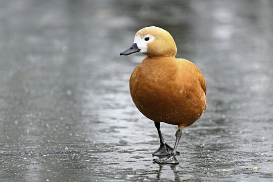 Ruddy shelduck (Tadorna ferruginea), standing on ice, Switzerland
